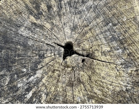 High-angle macro photograph of a weathered tree stump showing concentric growth rings and central heartwood decay.