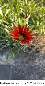 A high-angle, macro shot of a deep red Gazania flower with a bright yellow center, featuring a soft-focus green foliage background. The natural sunlight highlights the intricate textures of the petals and pollen.
