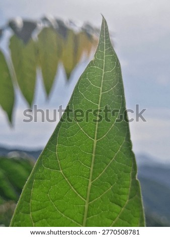 A high-angle macro shot of a lanceolate leaf showing detailed reticulate venation. The backlighting highlights the vascular bundles, xylem, and phloem structures within the leaf blade (lamina). Captured in the natural landscape of Khyber Pakhtunkhwa, showcasing botanical morphology and plant physiology.