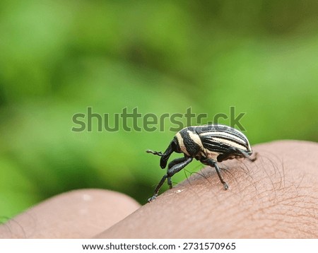 High-angle macro shot of a Panda Weevil (Eupholus linnei) on a textured green leaf. This exotic beetle features a striking black and white geometric pattern. Perfect for nature documentaries, biology education, and wildlife conservation themes, showcasing the intricate details of biodiversity and insect anatomy in its natural habitat.