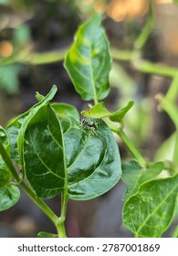 High-angle macro shot of a tiny, colorful metallic green jumping spider (Cosmophasis species) resting on a bright green leaf. The selective focus sharply highlights the intricate patterns on the spider's body against the soft bokeh of a garden plant, perfect for nature, wildlife, and entomology themes.