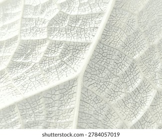 A high-angle macro sketch showcasing a complex and dense network of pale green leaf veins and cellular structures. This minimalist organic background pattern is highly versatile for healthcare branding, eco-friendly web banners, and scientific presentation layouts