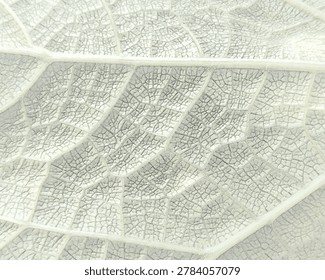 A high-angle macro sketch showcasing a complex and dense network of pale green leaf veins and cellular structures. This minimalist organic background pattern is highly versatile for healthcare branding, eco-friendly web banners, and scientific presentation layouts