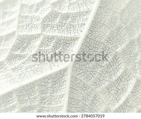A high-angle macro sketch showcasing a complex and dense network of pale green leaf veins and cellular structures. This minimalist organic background pattern is highly versatile for healthcare branding, eco-friendly web banners, and scientific presentation layouts