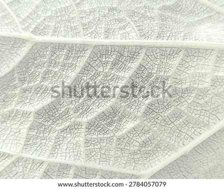 A high-angle macro sketch showcasing a complex and dense network of pale green leaf veins and cellular structures. This minimalist organic background pattern is highly versatile for healthcare branding, eco-friendly web banners, and scientific presentation layouts