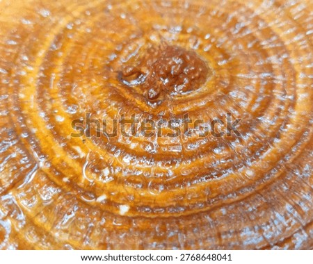 High-angle macro view of Ganoderma Lucidum (Reishi mushroom) showing concentric circular growth rings and glossy texture.