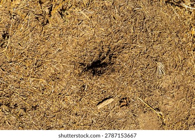 A high-angle overhead view of a dry forest ground covered with pine needles, twigs, and a small cone