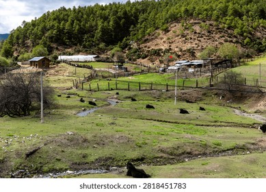 High-angle perspective of black yaks lying on a green mountain meadow near traditional wooden farm structures and a small stream in Yunnan, China.