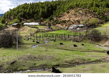 High-angle perspective of black yaks lying on a green mountain meadow near traditional wooden farm structures and a small stream in Yunnan, China.