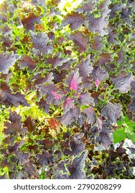 A high-angle perspective shows a thick bed of deeply crinkled purple coleus leaves featuring vibrant magenta centers.