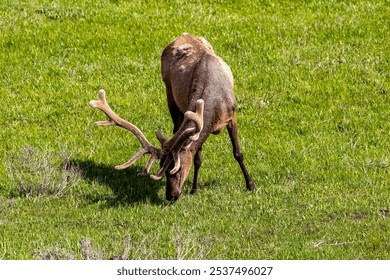 A high-angle of Roosevelt elk grazing on the sunlit grass - Powered by Shutterstock