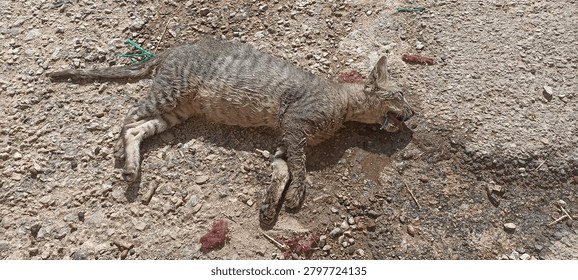 
A high-angle shot capturing a stray tabby cat lying injured on a dry, stony dirt path. The feline appears weak and unresponsive, with visible stains of blood or fluid on the ground around its head, depicting a tragic and distressing moment of animal suffering in an outdoor environment.
