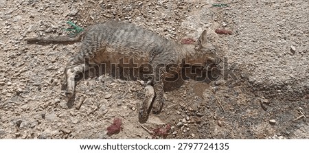 
A high-angle shot capturing a stray tabby cat lying injured on a dry, stony dirt path. The feline appears weak and unresponsive, with visible stains of blood or fluid on the ground around its head, depicting a tragic and distressing moment of animal suffering in an outdoor environment.
