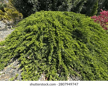 A high-angle shot of a dense, mounded Juniperus procumbens 'Nana' (dwarf Japanese garden juniper) cascading over a large rock. Beautiful evergreen conifer integrated into a gravel path and hillside walkway design at Nezahat Gokyigit Botanical Garden.