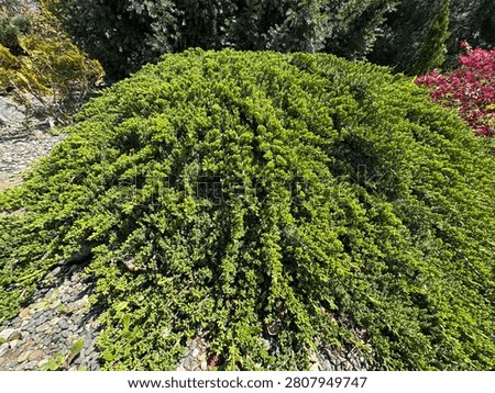 A high-angle shot of a dense, mounded Juniperus procumbens 'Nana' (dwarf Japanese garden juniper) cascading over a large rock. Beautiful evergreen conifer integrated into a gravel path and hillside walkway design at Nezahat Gokyigit Botanical Garden.