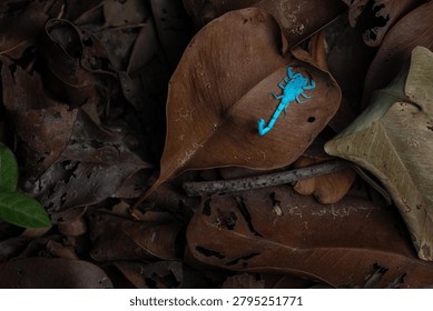 A high-angle shot featuring a small, vibrant neon blue scorpion contrasting sharply against a bed of dark brown dry leaves on the forest floor.
