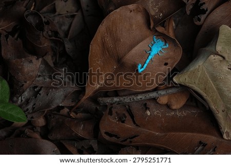 A high-angle shot featuring a small, vibrant neon blue scorpion contrasting sharply against a bed of dark brown dry leaves on the forest floor.