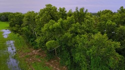 A High-angle Shot Of The Green Forest With Dense Vegetation   Mississippi River, Louisiana 