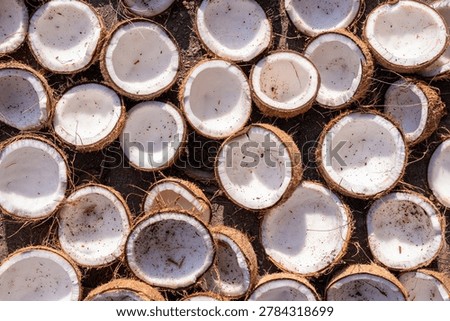 High-angle shot of halved brown coconuts drying in the sun, showcasing thick white meat for copra and organic oil production.