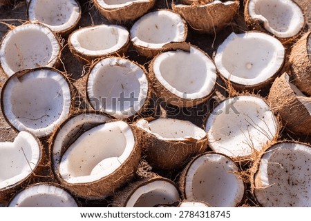 High-angle shot of halved brown coconuts drying in the sun, showcasing thick white meat for copra and organic oil production.