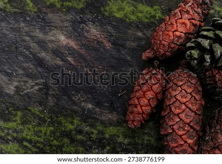 High-angle shot of rustic dark timber covered in green moss, accented with vibrant reddish pine cones. A perfect atmospheric background for autumn, woodland themes, and organic nature designs.#MoodyNature #WoodTexture #PineCones #AutumnVibes #ForestFloor #RusticDecor #NatureBackground #DarkAesthetic #OrganicTexture #StockPhotography