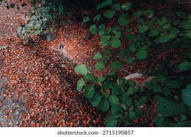 A high-angle shot of a rustic metal storm drain partially obscured by a thick layer of reddish-brown autumn leaves and green foliage on a forest path in Ramlosa Brunnspark, Helsingborg.