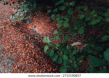 A high-angle shot of a rustic metal storm drain partially obscured by a thick layer of reddish-brown autumn leaves and green foliage on a forest path in Ramlosa Brunnspark, Helsingborg.