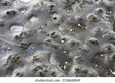 A High-angle Shot Of Wet Muddy Surface With Many Tiny Worms And Shells