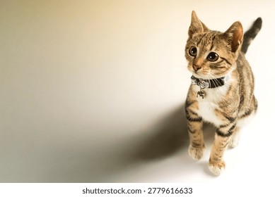 High-angle studio shot of a cute tabby kitten with large brown eyes wearing a collar with a bell. The kitten is looking up curiously against a clean white background with significant copy space for text. Perfect for pet care, adoption, or animal behavior concepts.
