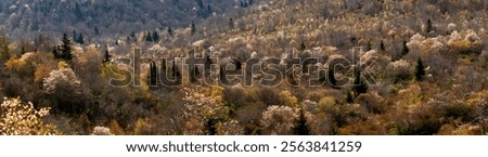 A high-angle of sunlit forest and grass the Blueridge Parkway sunlit cloudy sky, SC, USA