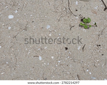 High-angle texture background of natural beach sand with small broken seashells scattered on the surface.