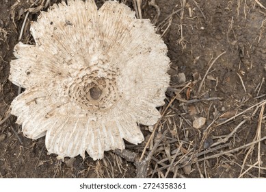 A high-angle, top-down macro shot of a fully expanded False Parasol mushroom (Chlorophyllum molybdites). The image showcases the intricate radial patterns and brown scales concentrated at the center of the white cap. The mushroom is growing on dry, dark soil mixed with organic debris, highlighting the natural textures of wild fungi in their late growth stage