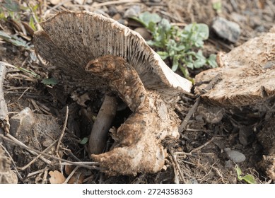 A high-angle, top-down macro shot of a fully expanded False Parasol mushroom (Chlorophyllum molybdites). The image showcases the intricate radial patterns and brown scales concentrated at the center of the white cap. The mushroom is growing on dry, dark soil mixed with organic debris, highlighting the natural textures of wild fungi in their late growth stage