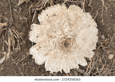 A high-angle, top-down macro shot of a fully expanded False Parasol mushroom (Chlorophyllum molybdites). The image showcases the intricate radial patterns and brown scales concentrated at the center of the white cap. The mushroom is growing on dry, dark soil mixed with organic debris, highlighting the natural textures of wild fungi in their late growth stage