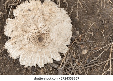 A high-angle, top-down macro shot of a fully expanded False Parasol mushroom (Chlorophyllum molybdites). The image showcases the intricate radial patterns and brown scales concentrated at the center of the white cap. The mushroom is growing on dry, dark soil mixed with organic debris, highlighting the natural textures of wild fungi in their late growth stage