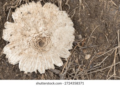 A high-angle, top-down macro shot of a fully expanded False Parasol mushroom (Chlorophyllum molybdites). The image showcases the intricate radial patterns and brown scales concentrated at the center of the white cap. The mushroom is growing on dry, dark soil mixed with organic debris, highlighting the natural textures of wild fungi in their late growth stage