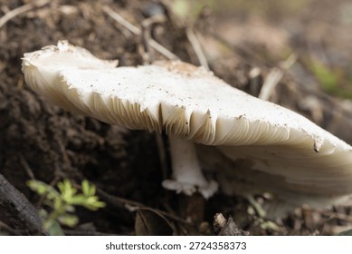 A high-angle, top-down macro shot of a fully expanded False Parasol mushroom (Chlorophyllum molybdites). The image showcases the intricate radial patterns and brown scales concentrated at the center of the white cap. The mushroom is growing on dry, dark soil mixed with organic debris, highlighting the natural textures of wild fungi in their late growth stage