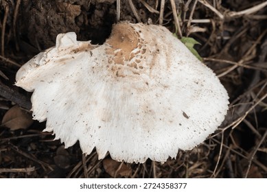 A high-angle, top-down macro shot of a fully expanded False Parasol mushroom (Chlorophyllum molybdites). The image showcases the intricate radial patterns and brown scales concentrated at the center of the white cap. The mushroom is growing on dry, dark soil mixed with organic debris, highlighting the natural textures of wild fungi in their late growth stage