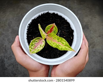 A high-angle, top-down shot of human hands gently holding a white pot with a young variegated Aglaonema plant. The vibrant pink and green patterned leaves against dark rich soil convey concepts of gardening hobby, environmental care, plant growth, and sustainable living.