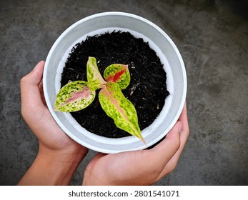 A high-angle, top-down shot of human hands gently holding a white pot with a young variegated Aglaonema plant. The vibrant pink and green patterned leaves against dark rich soil convey concepts of gardening hobby, environmental care, plant growth, and sustainable living.
