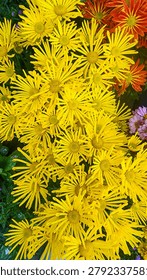 A high-angle, vertical close-up shot featuring a dense cluster of bright yellow Chrysanthemum flowers with slender, spider-like petals, blooming beautifully alongside hints of orange and purple blossoms in a garden setting.