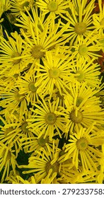 A high-angle, vertical close-up shot featuring a dense cluster of bright yellow Chrysanthemum flowers with slender, spider-like petals, blooming beautifully alongside hints of orange and purple blossoms in a garden setting.