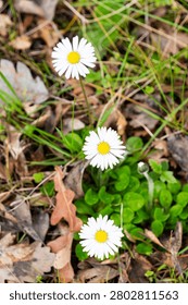 A high-angle vertical shot captures three common daisy flowers (Bellis perennis) growing in a nearly straight vertical line. The daisies feature crisp white petals surrounding vibrant yellow central discs, standing out sharply against the earthy background. They emerge from a patch of lush green leaves and clover, which is surrounded by scattered dry autumn leaves, brown twigs, and blades of grass on the forest floor. The natural lighting emphasizes the fresh, delicate texture of the blossoms contrasting with the rustic, decaying organic matter around them. This beautiful nature composition symbolizes growth, spring awakening, resilience, and purity, making it ideal for environmental, seasonal, botanical, or wellness-related commercial and editorial designs.
