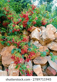 A high-angle, vertical shot featuring the lush, vibrant red flower clusters of the Rangoon creeper (Combretum indicum) as they cascade over a rustic pile of light-brown rocks. This woody climbing vine, native to tropical Asia, displays dense green foliage and delicate tubular flowers that naturally change color from white to pink and finally to deep red. The image highlights the contrast between the soft, blooming flora and the hard, textured stone, making it ideal for themes related to tropical landscaping, gardening, and botanical nature backgrounds.