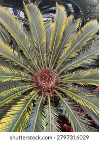 A high-angle view captures the radial pattern of a sago palm's lush green fronds, highlighted with subtle yellow variegation, radiating outward from a central, textured reddish-brown core.