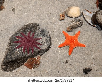 A high-angle view captures a vibrant orange starfish and a crimson sun star on a rock, coexisting on a sandy, shell-strewn floor in a shallow marine habitat.