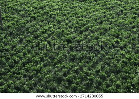 High-angle view of a dense, expansive tea plantation, Valparai