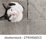 high-angle view of an expressive interaction moment of a white cat with black spots looking directly upwards at the camera against a concrete floor surface background