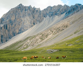 High-angle view of the flock of cows standing on a grassy green hill on a sunny day in Xinjiang, China. There are many snowy mountains and rocks in the background with copy space on top.