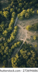 High-angle view of a forest, with paths crisscrossing. Lush greenery and patches of light brown earth